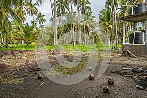 Coconuts on plantation dirt, Parque EcoturÃÂ­stico. Zihuatanejo, Mexico photo
