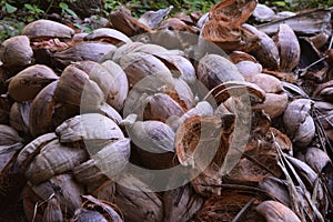 Coconuts at Port Vila in Vanuatu photo