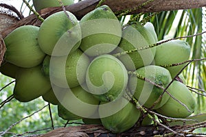 Coconuts on Rain Season