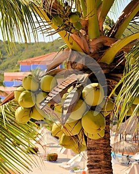 Coconuts on a resort in Mexico