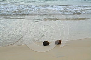 Coconuts in the sand at Floreana island