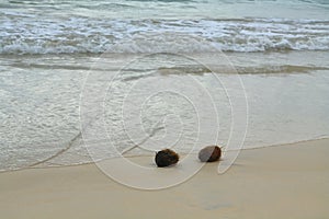 Coconuts in the sand at Floreana island photo