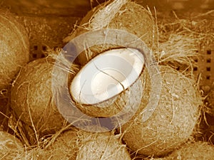 Kokosové ořechy (sépie) 
