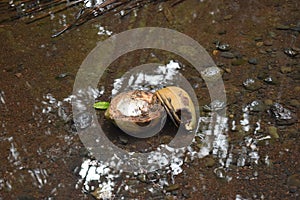 Coconuts sitting in a shallow pool with rocks and mud surrounding