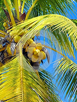 Coconuts in a Tree photo