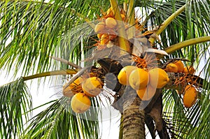 Coconuts at a tree