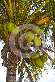 Coconuts tree