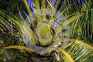 Coconuts In Tree