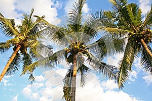 Coconuts tree and blue sky