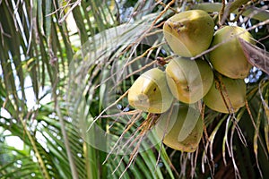 Coconuts in a tree