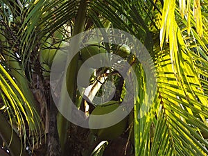 Coconuts in the tree ready to harvest