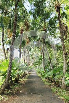 Coconuts tree row along the road