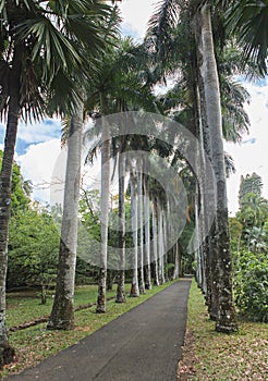 Coconuts tree row along the road