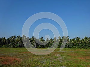 Coconuts tree and sky