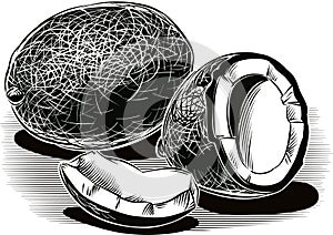 Coconuts, white background.