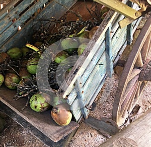 Coconuts in cart, Fazenda, Sao Paulo State Brazil photo