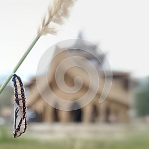 a cocoon before becoming a butterfly