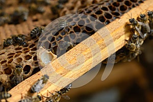 Cocoon with bee royal jelly and bees.