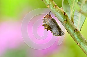 Cocoon of Blue Moon Butterfly