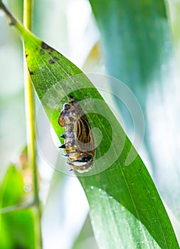 Cocoon butterfly