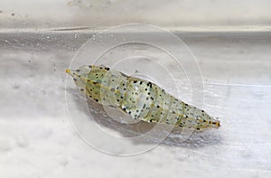 Cocoon of cabbage butterfly ( Pieris brassicae)