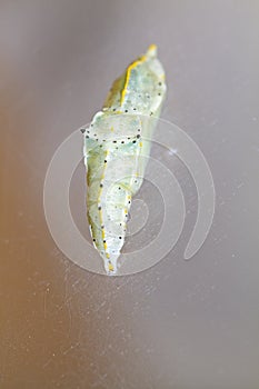 Cocoon of cabbage butterfly ( Pieris brassicae)