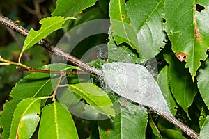 Cocoon of the Cecropia Moth - Hyalophora cecropia