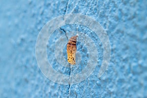 A cocoon completing its morph cycle.