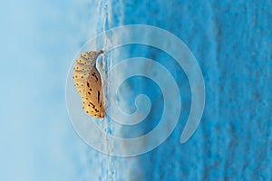 A cocoon hanging from a blue wall.