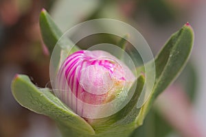 Cocoon of the hottentot-fig flower Carpobrotus edulis next to the fleshy leaves