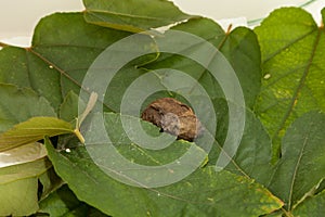 Cocoon of a luna moth Actias luna among passionflower leaves