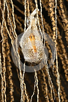 Cocoon of Madagascar comet moth