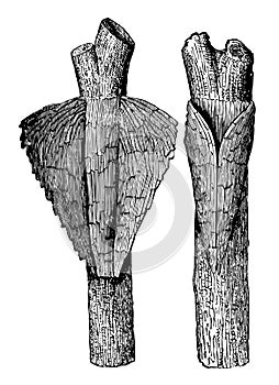 Cocoon of Pyralis Corticalis vintage illustration photo