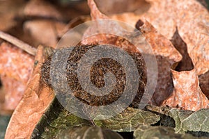The cocoon of Pyrrharctia isabella, or the woolly bear caterpillar on a pile of dried leaves.
