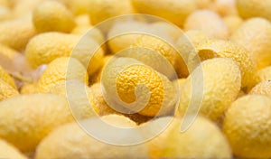 Cocoon silk worm yellow and white silk worm