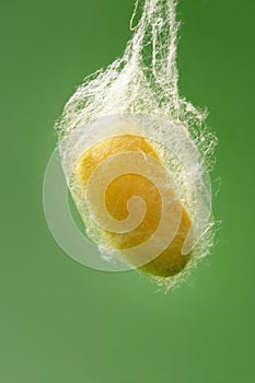 Cocoon of silkworm hanging on silk worm net photo