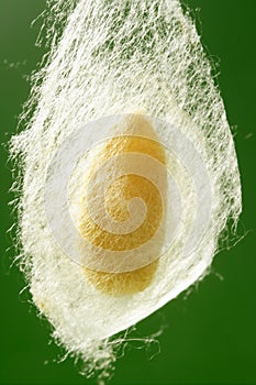 Cocoon of silkworm hanging on silk worm net