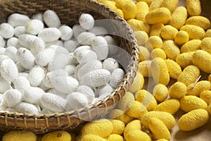 Cocoon silkworm many silk worm