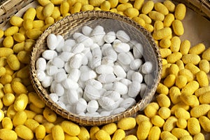 Cocoon silkworm many silk worm