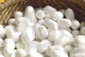 Cocoon silkworm many silk worm