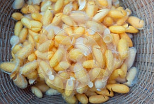 Cocoon silkworm many silk worm