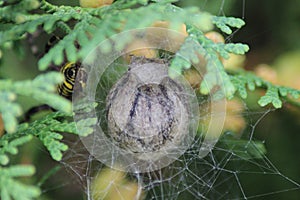 The cocoon of the spider Argiope bruennichi in the webs.