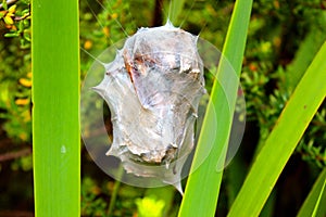 Cocoon spider nest