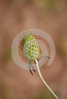 Cocoon about to open from Knautia Arvensis on country road.