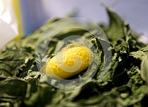 Cocoon in yellow color