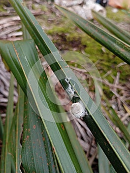 cocooned small animals