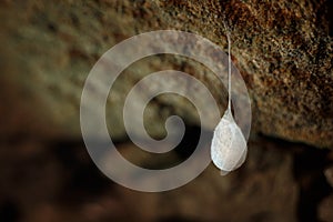 Cocoons with eggs of a spider
