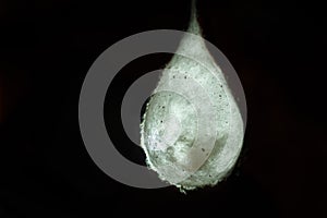 Cocoons with eggs of a spider hanging from a ceiling
