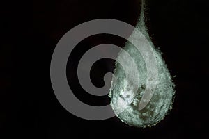 Cocoons with eggs of a spider hanging from a ceiling