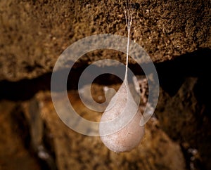 Cocoons with eggs of a spider hanging from a ceiling